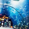 Explore DubaiâS Lost Chambers Aquarium: Tickets For One, Two, Or Four Dubai - Image 11